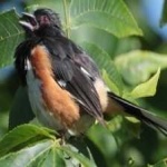 image of bird