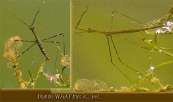 image of walking_stick