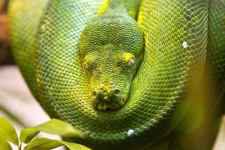 image of green_snake #34