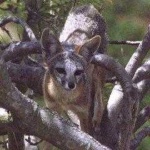 image of grey_fox