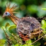 image of bird