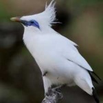 image of bird