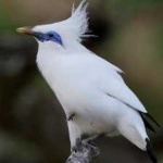 image of bali_starling #7