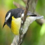 image of bananaquit #18