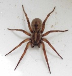 image of animal