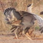 image of bird