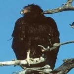 image of bird