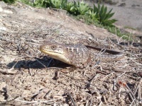 image of alligator_lizard