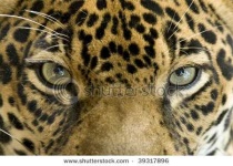 image of jaguar_car