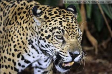 image of jaguar_car