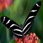 image of animal