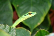image of vine_snake