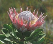 image of flower