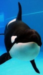 image of animal