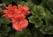 image of geranium #1