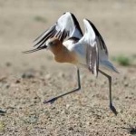 image of bird