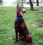 image of doberman
