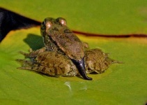 image of tailed_frog