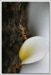 image of ant