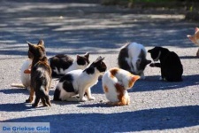 image of feral_cats