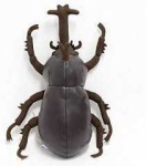 image of animal