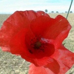 image of flower