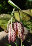 image of fritillary #26