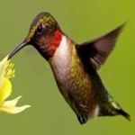 image of bird