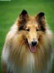 image of collie