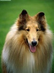 image of collie #7