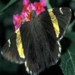 image of banded_butterfly #51