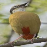 image of bird