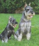 image of standard_schnauzer