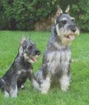 image of standard_schnauzer #30