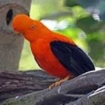 image of bird