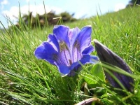 image of flower