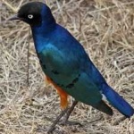 image of bird