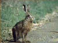 image of hare