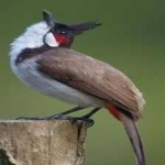 image of bird