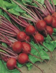 image of beetroot #3