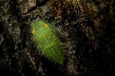 image of leafhopper