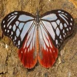 image of animal