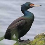 image of bird