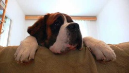 image of saint_bernard