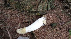 image of stinkhorn
