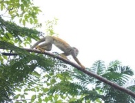 image of squirrel_monkey