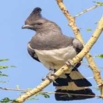 image of bird