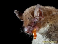 image of animal