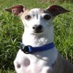 image of animal