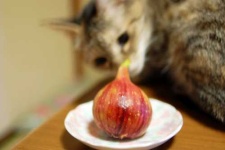 image of fig